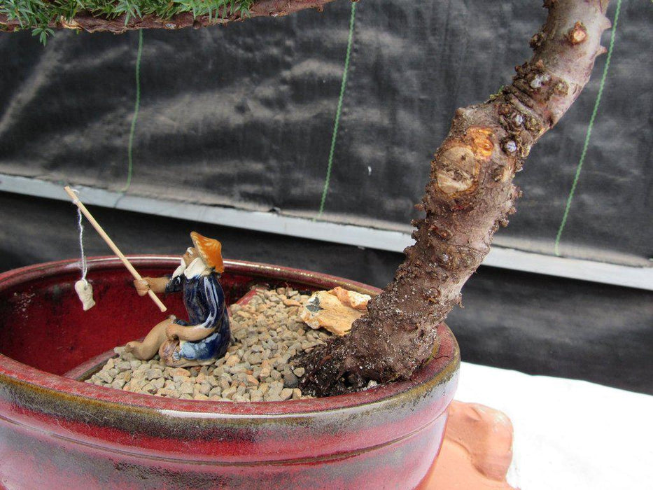 Land & Water Traditional Juniper Bonsai Tree Trunk