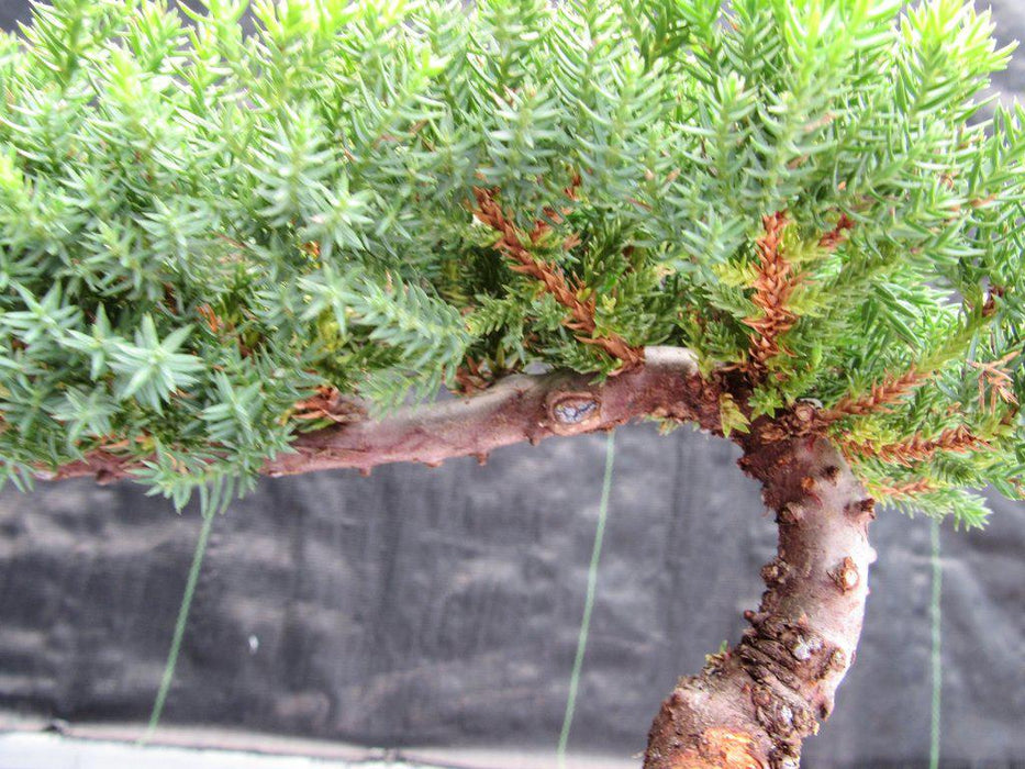 Land & Water Traditional Juniper Bonsai Tree Bark