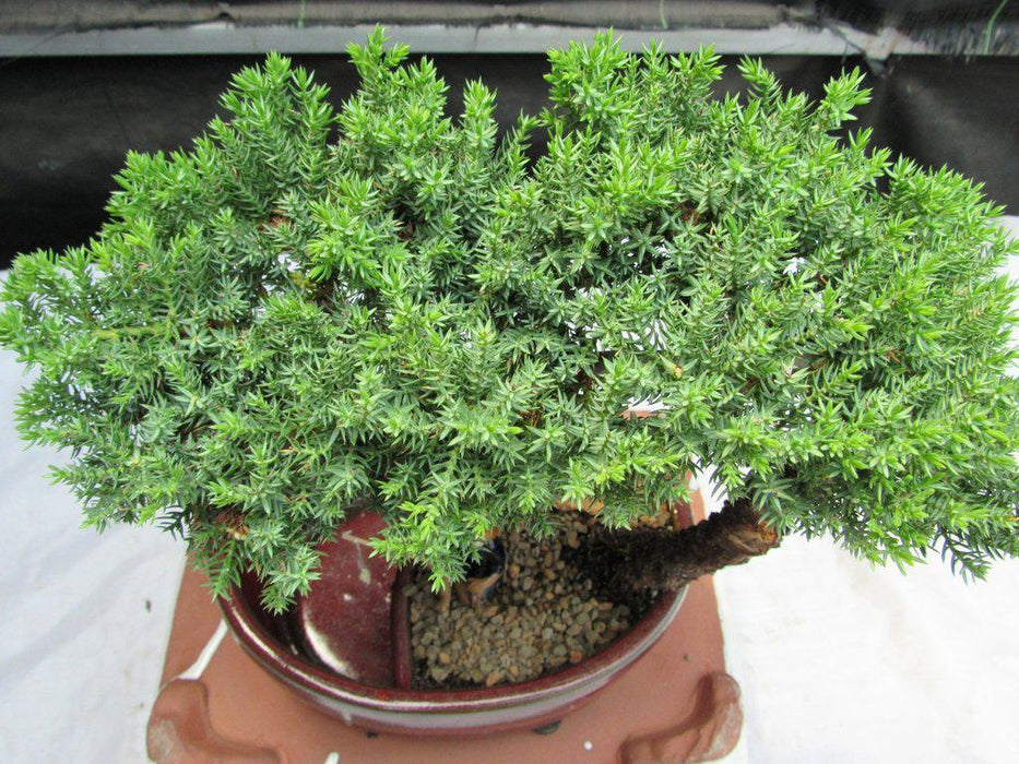 Land & Water Traditional Juniper Bonsai Tree Canopy