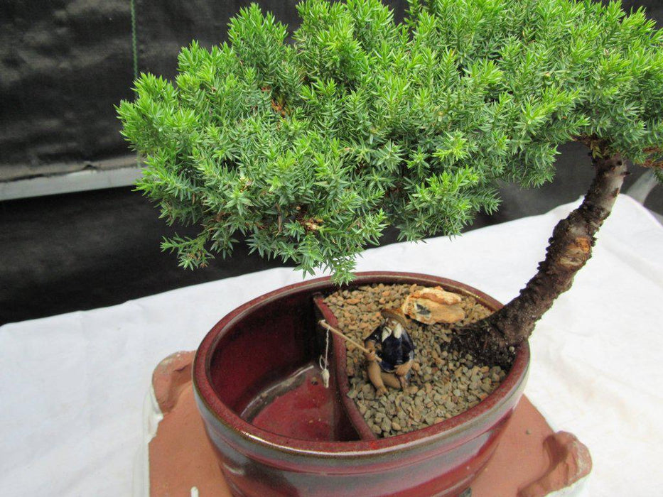 Land & Water Traditional Juniper Bonsai Tree Foliage