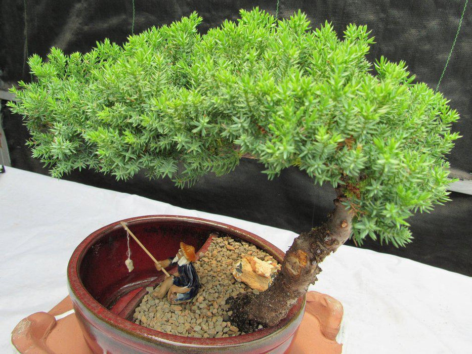 Land & Water Traditional Juniper Bonsai Tree Specialty Pot