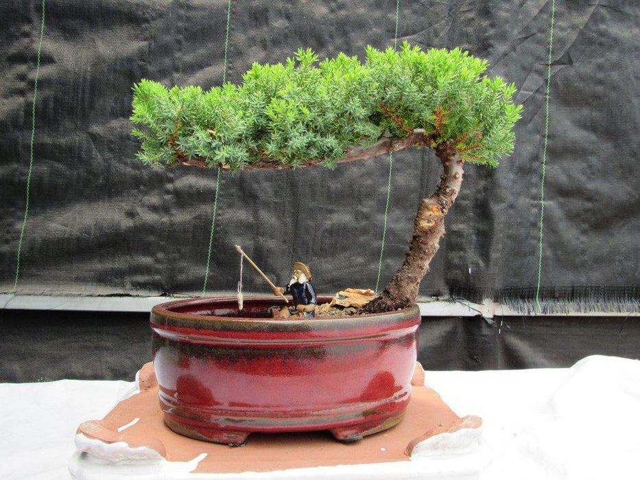 bonsai tree with fisherman Juniper Bonsai Tree