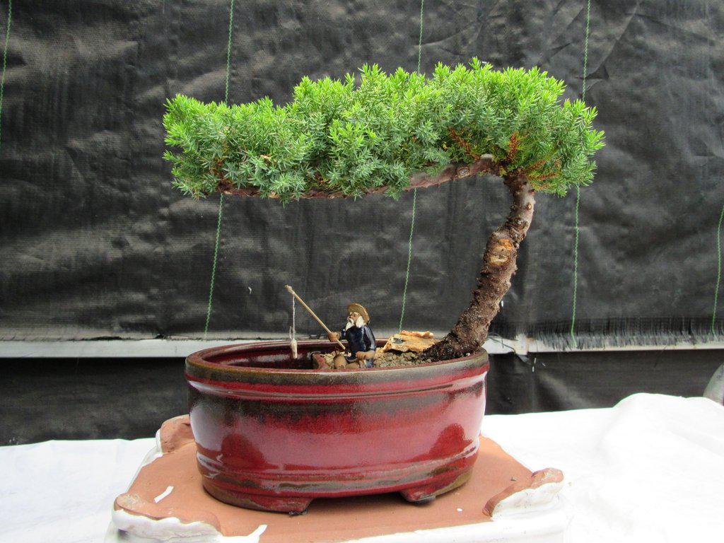 Classic Juniper Bonsai Tree In A Land / Water Scene