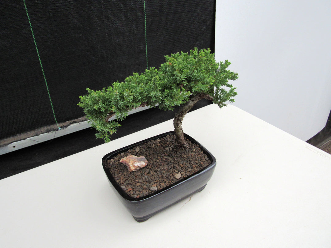 Large Juniper Bonsai Tree Back Side