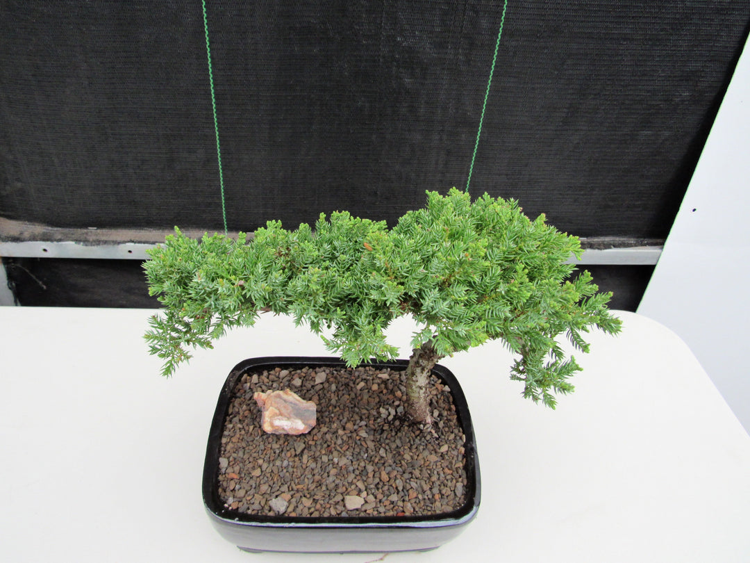 Large Juniper Bonsai Tree Back Canopy