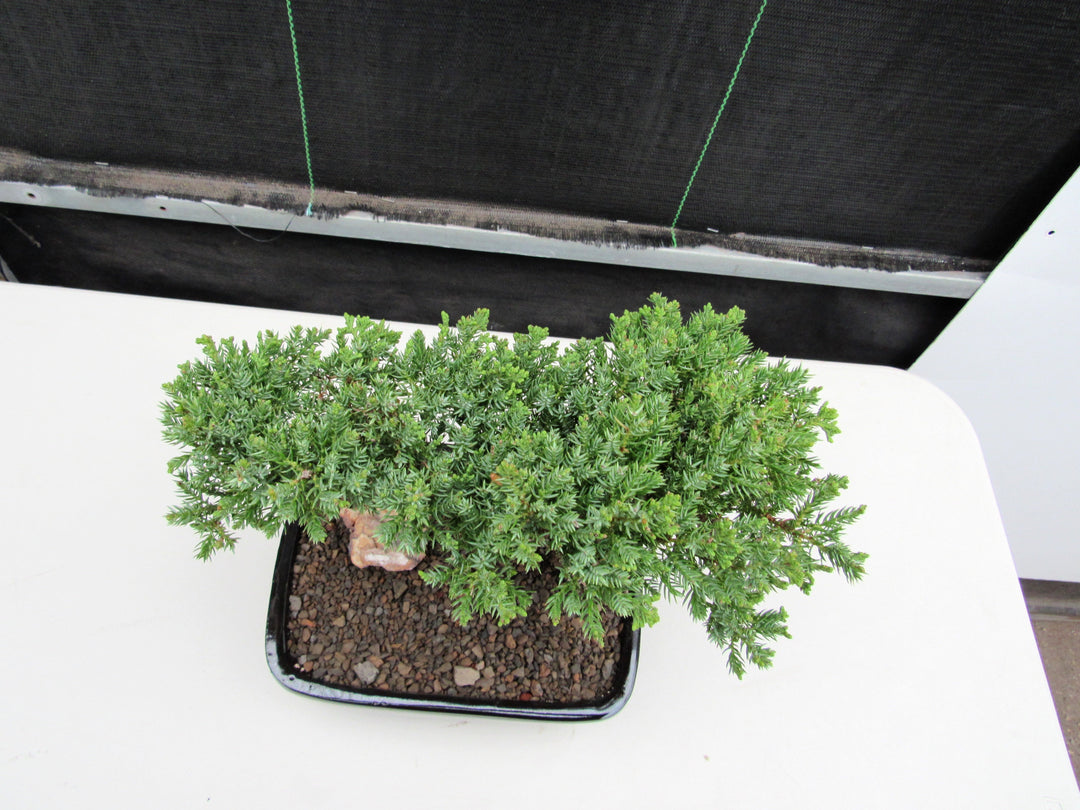 Large Juniper Bonsai Tree Birds Eye