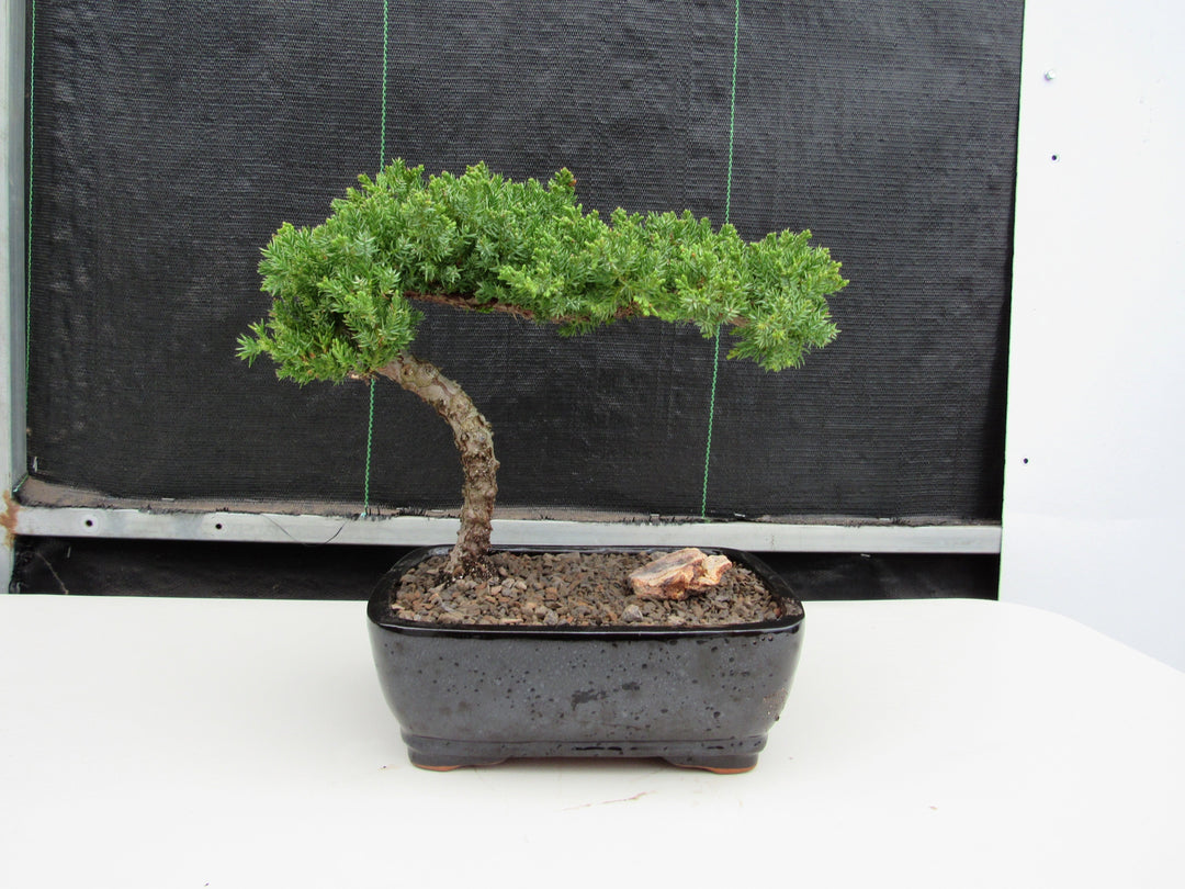Large Juniper Bonsai Tree Profile