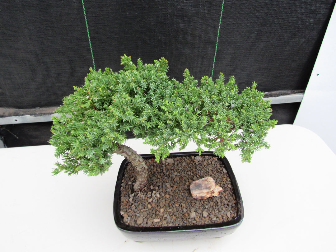 Large Juniper Bonsai Tree Canopy
