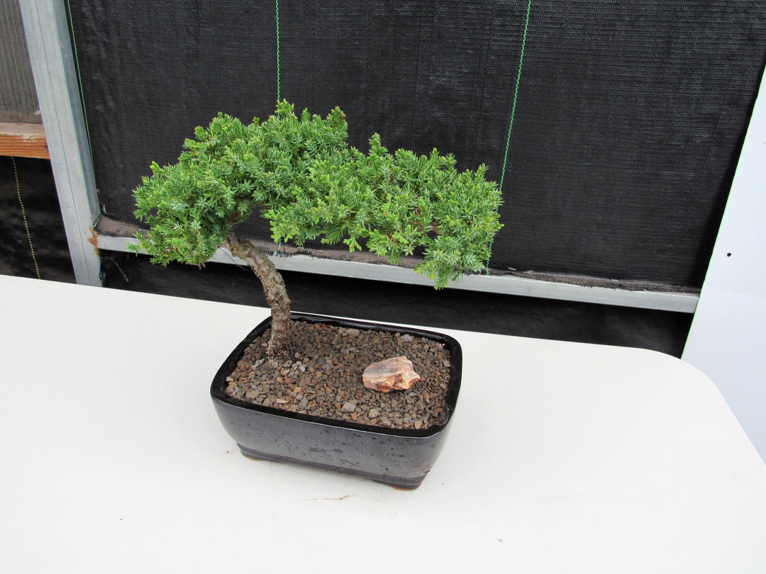 Large Juniper Bonsai Tree Side