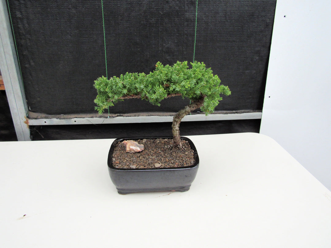 Large Juniper Bonsai Tree Back
