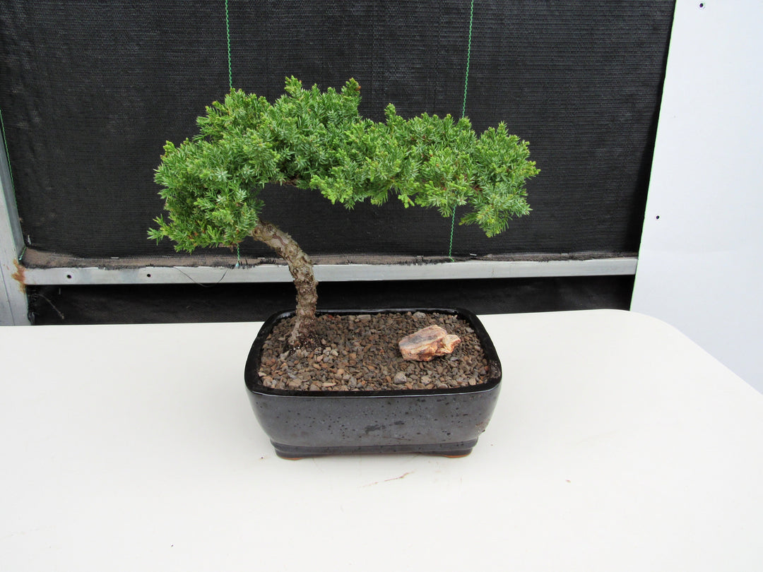 Large Juniper Bonsai Tree