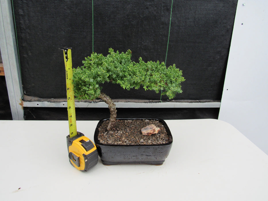 Medium Juniper Bonsai Tree Height