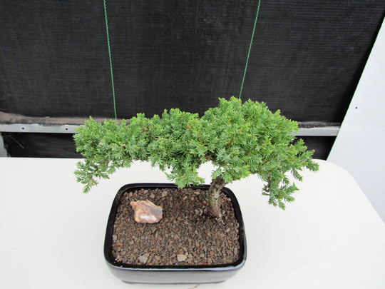 Bonsai - Medium Rock Juniper Bonsai Tree from  The old age  of the Bonsai tree strengthens the trees ability to withstand extremely  hardy and can withstand cold weather, but provide protection