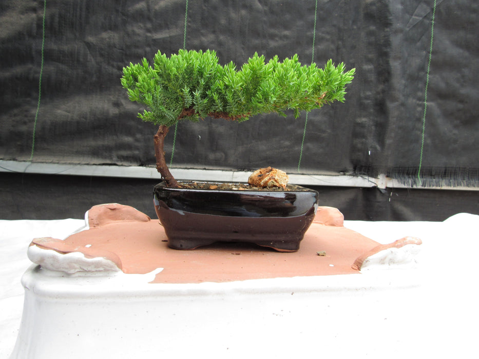 Small Juniper Bonsai Tree