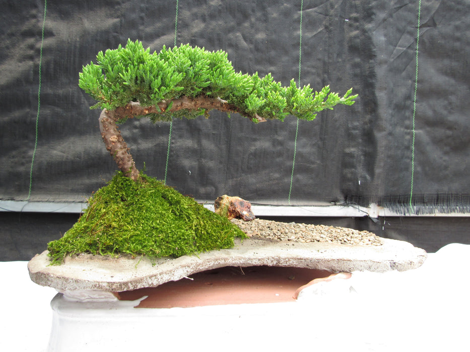 Juniper Bonsai Tree Planted on a Rock Slab