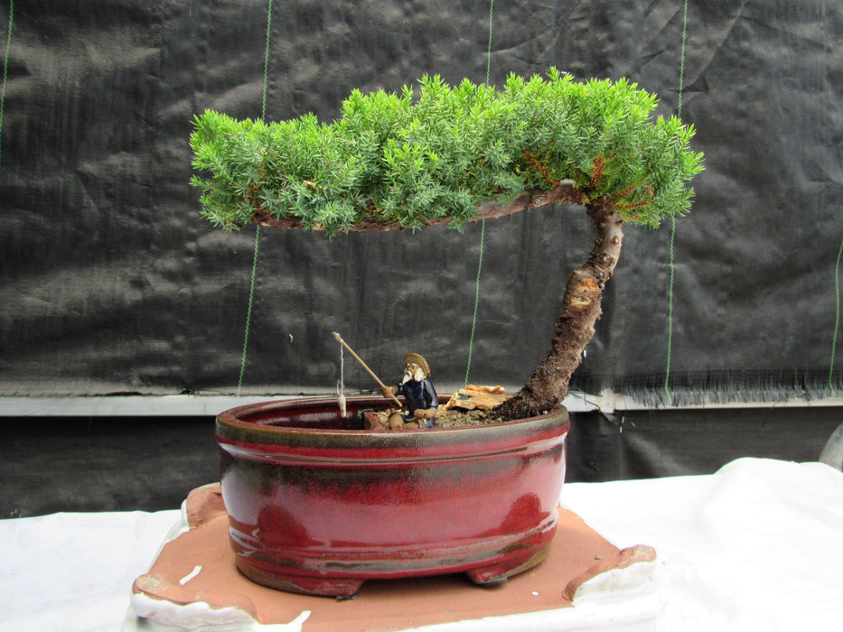 Juniper Bonsai Tree - Land Water Scene