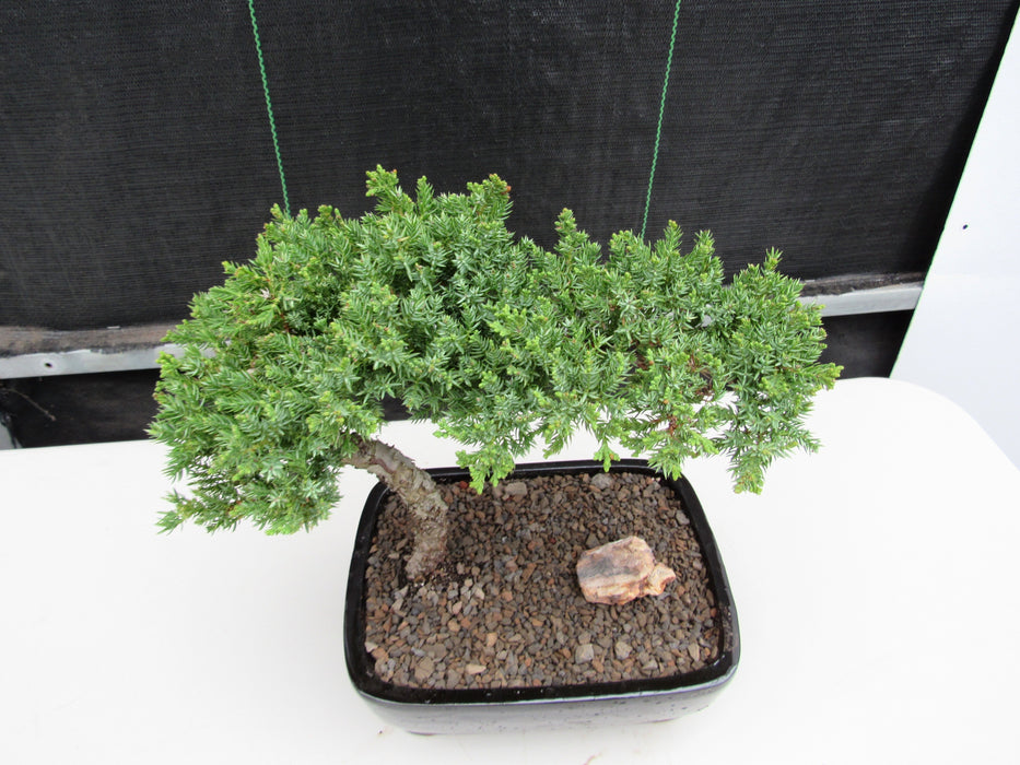 Medium Juniper Bonsai Tree Canopy