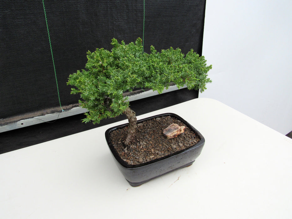 Medium Juniper Bonsai Tree Stronger Side