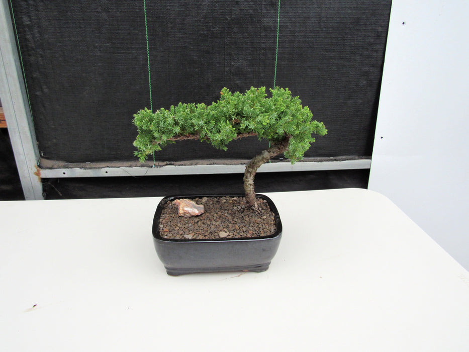 Medium Juniper Bonsai Tree Back