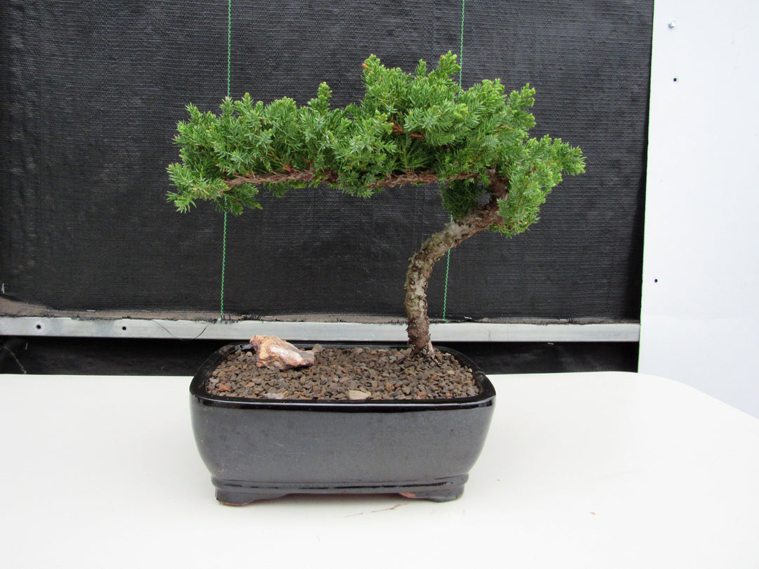 Medium Juniper Bonsai Tree Back Profile