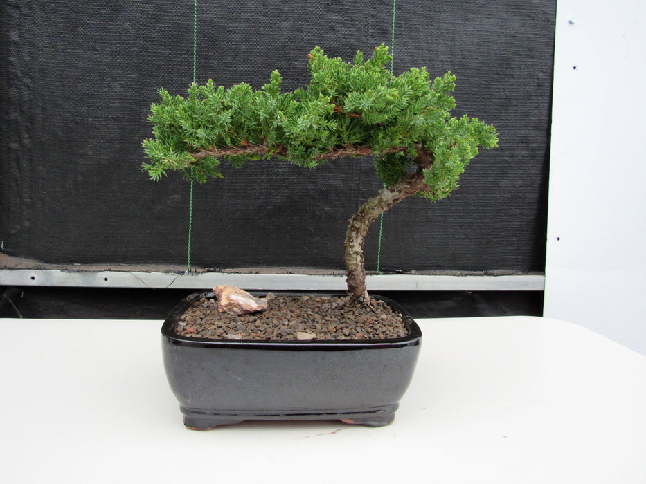 Medium Juniper Bonsai Tree Back Profile