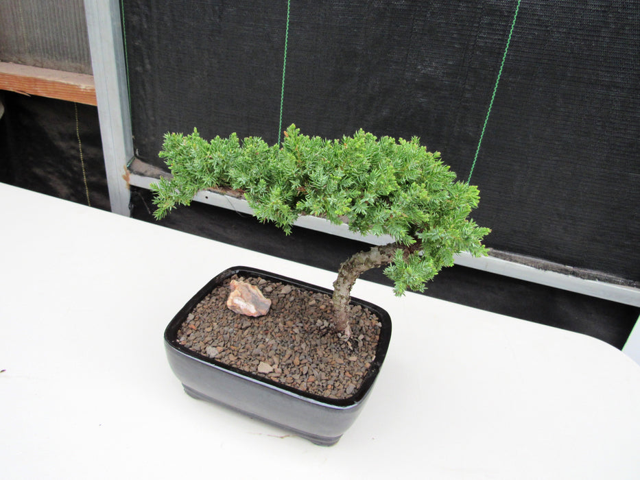 Medium Juniper Bonsai Tree Back Softer Side