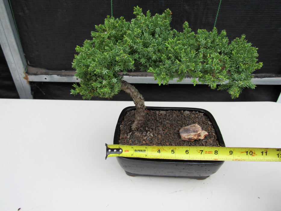 Medium Juniper Bonsai Tree Size