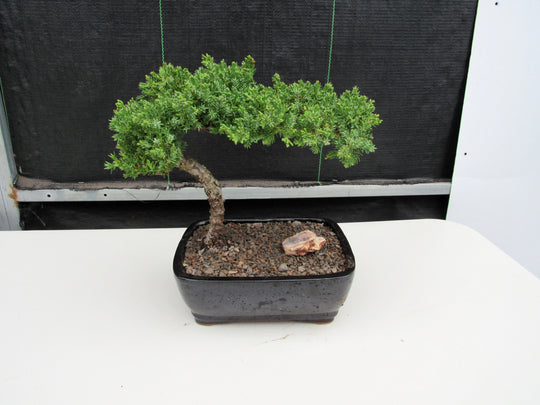 are juniper bonsai trees indoor Juniper Bonsai Tree