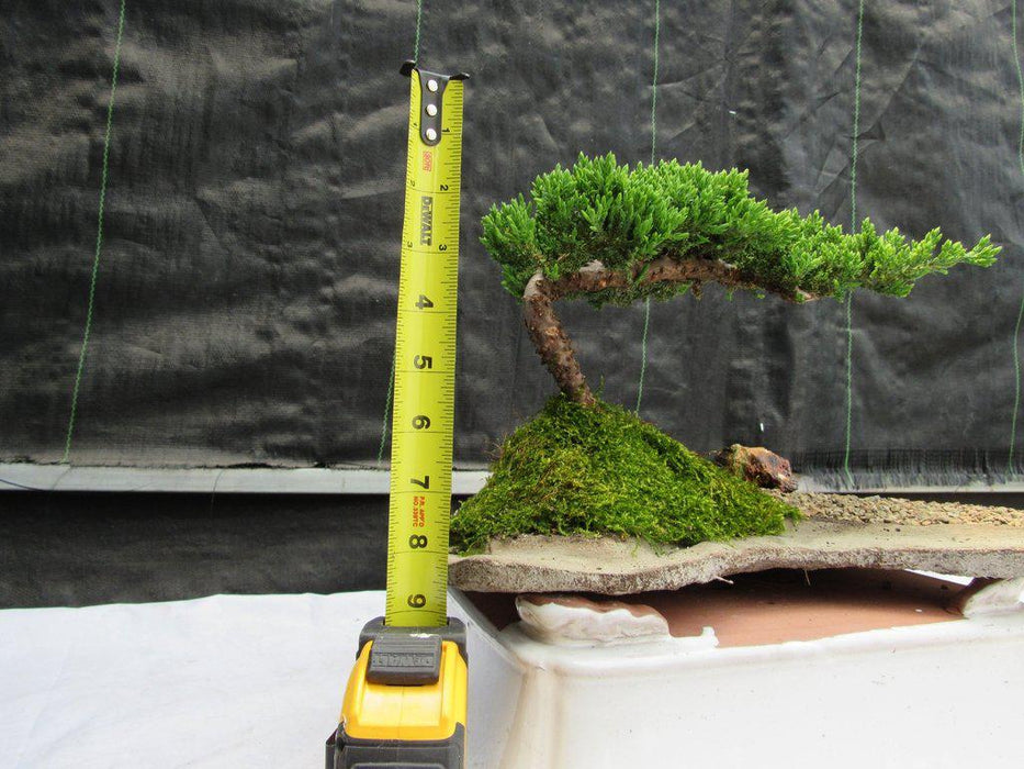 Traditional Juniper Bonsai Tree Planted On A Stone Slab Height