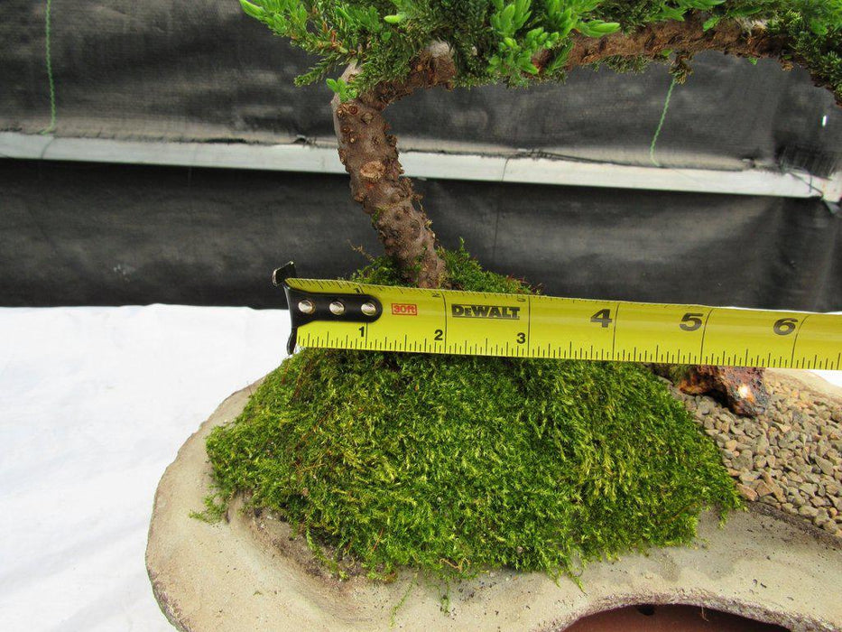 Traditional Juniper Bonsai Tree Planted On A Stone Slab Size