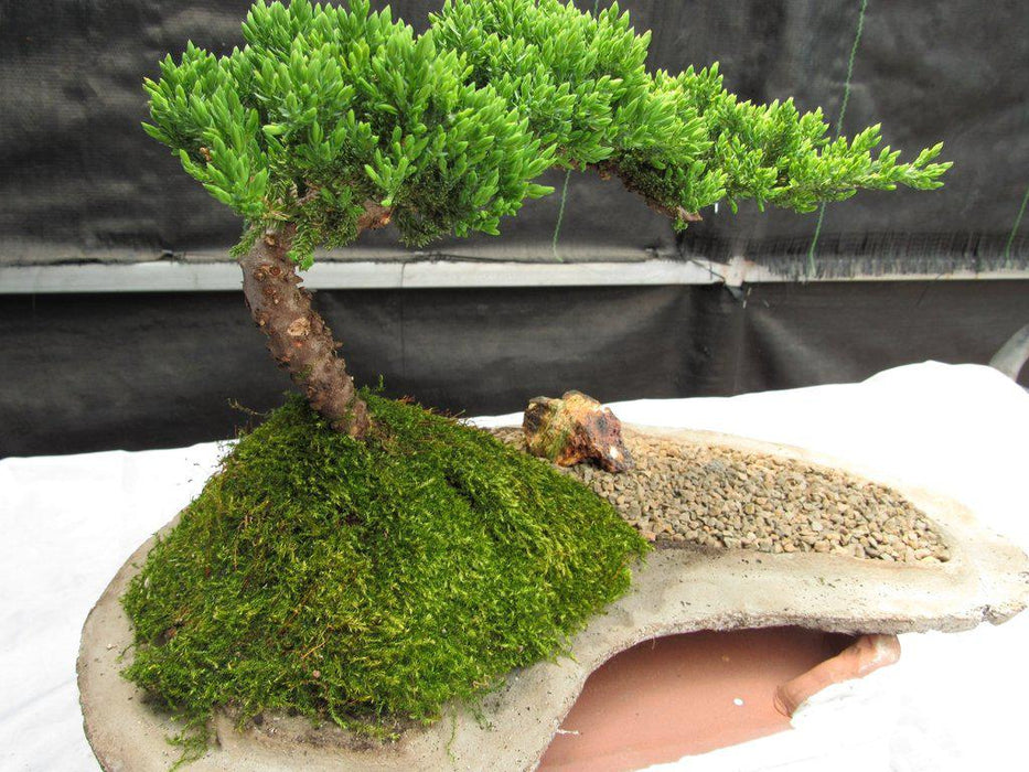 Traditional Juniper Bonsai Tree Planted On A Stone Slab Profile