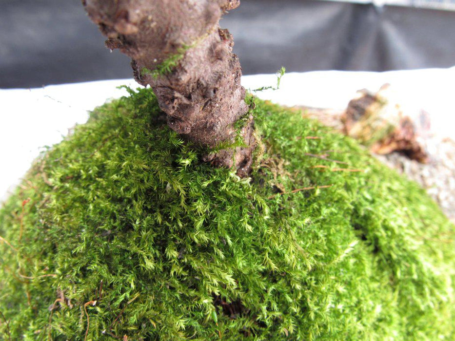 Traditional Juniper Bonsai Tree Planted On A Stone Slab Bark