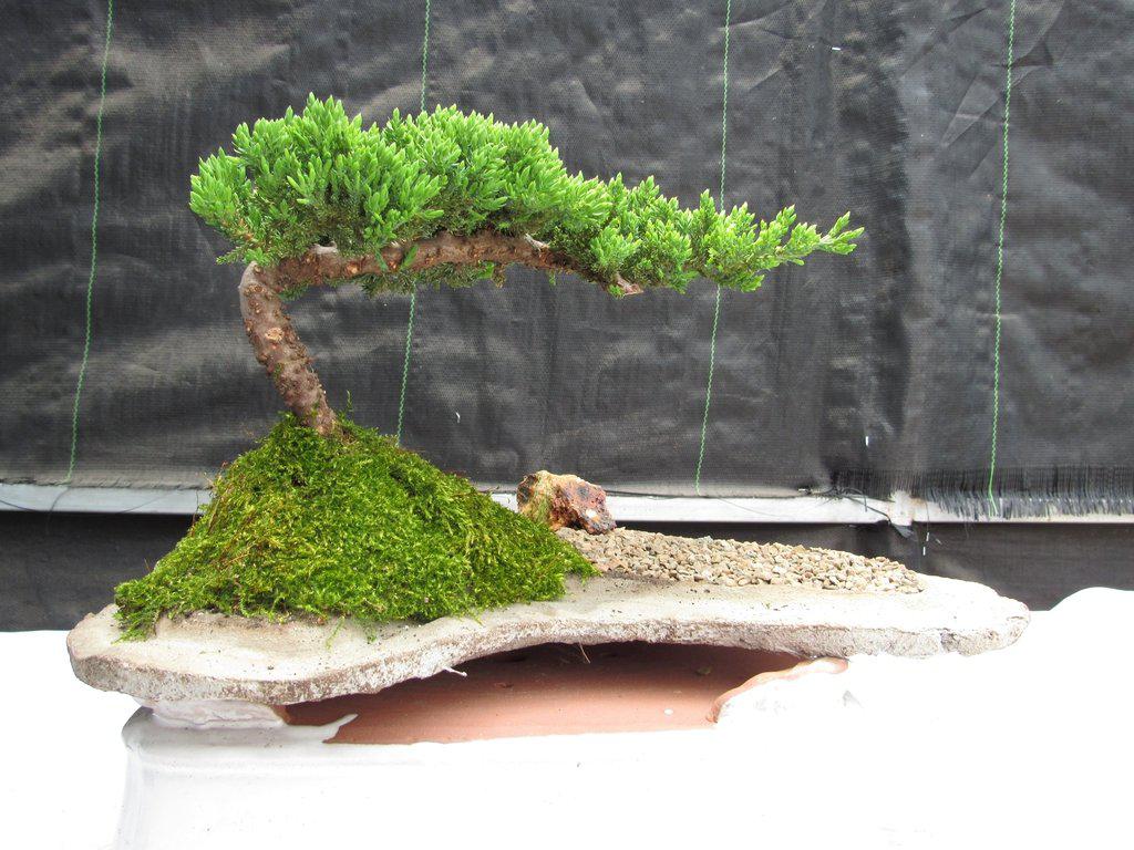 Traditional Juniper Bonsai Tree Planted On A Stone Slab