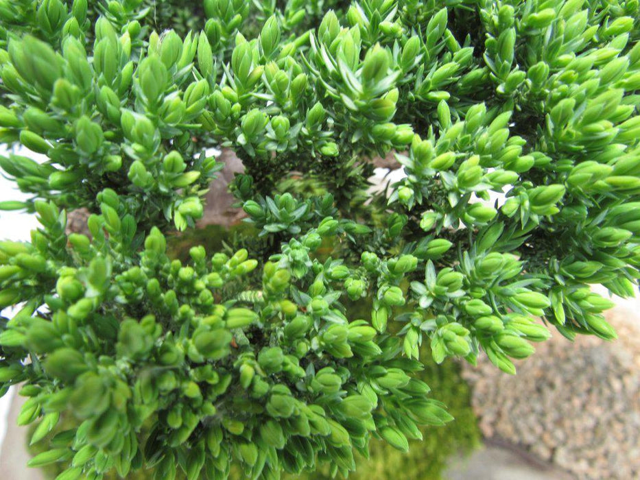 Traditional Juniper Bonsai Tree Planted On A Stone Slab Foliage