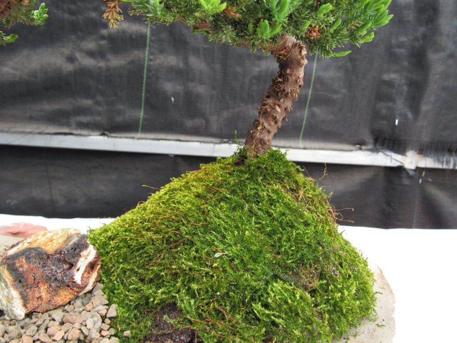 Traditional Juniper Bonsai Tree Planted On A Stone Slab Moss