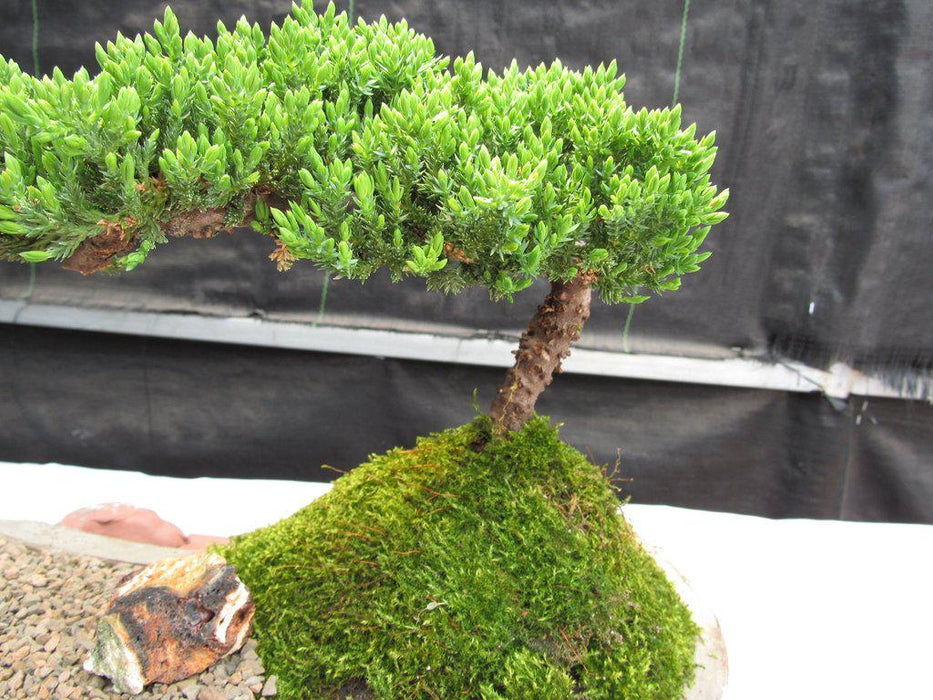 Traditional Juniper Bonsai Tree Planted On A Stone Slab Leaves