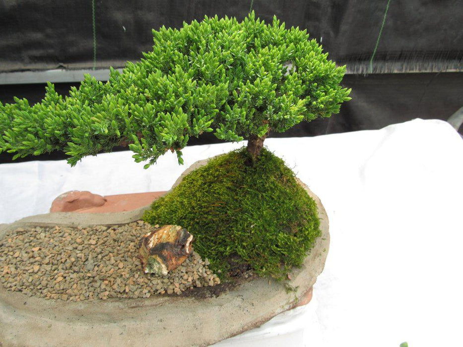 Traditional Juniper Bonsai Tree Planted On A Stone Slab Canopy