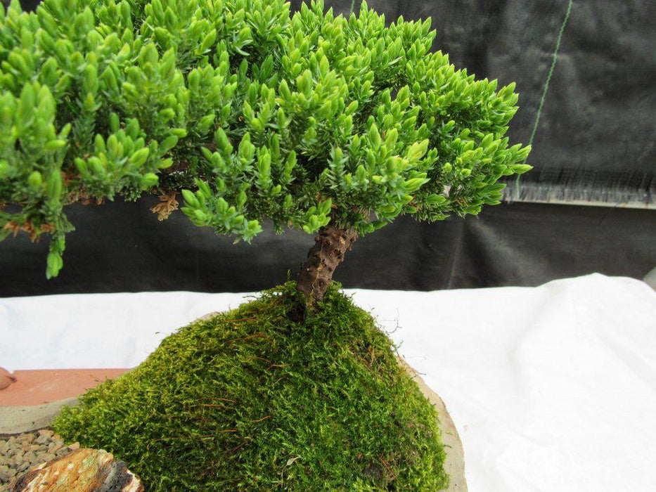Traditional Juniper Bonsai Tree Planted On A Stone Slab Closeup