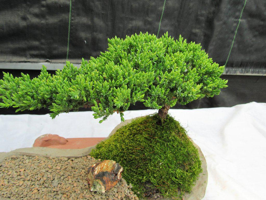 Traditional Juniper Bonsai Tree Planted On A Stone Slab Top View