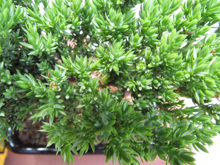 Small Juniper Bonsai Tree Leaves