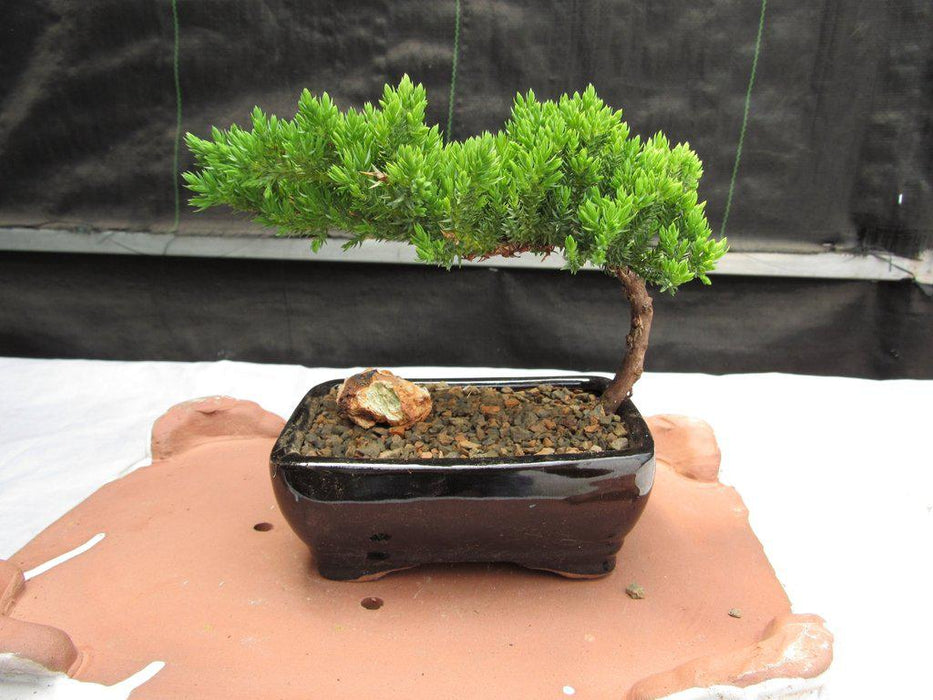 Small Juniper Bonsai Tree - Back