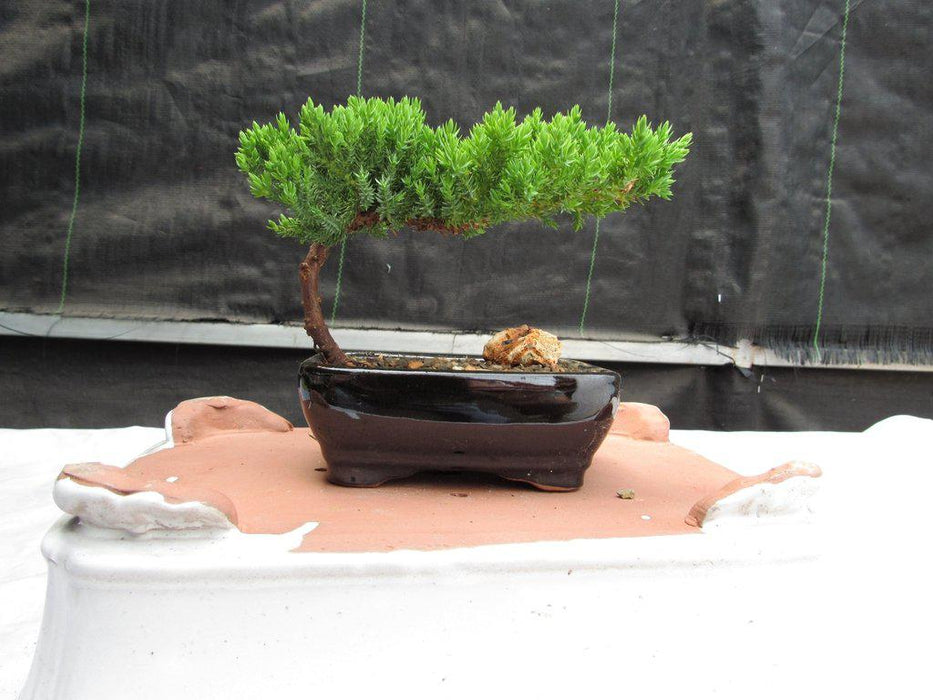 Classic Juniper Bonsai Tree - Small