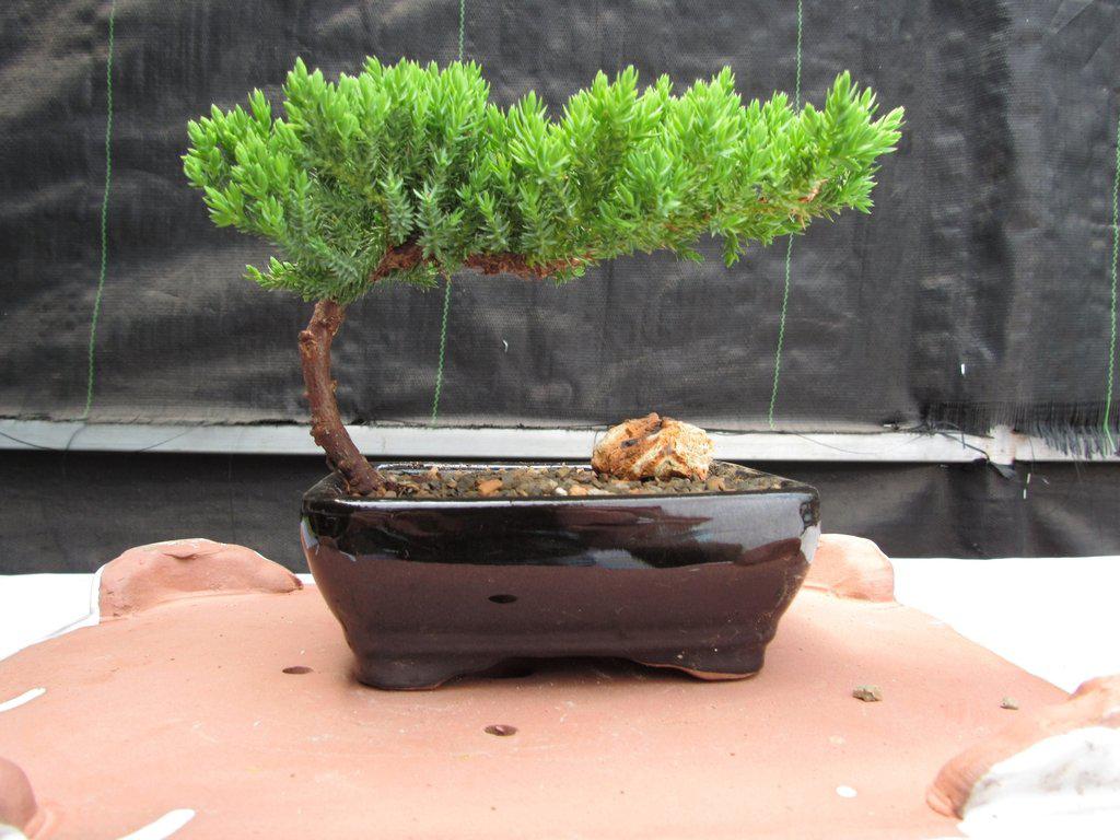 Small Juniper Bonsai Tree