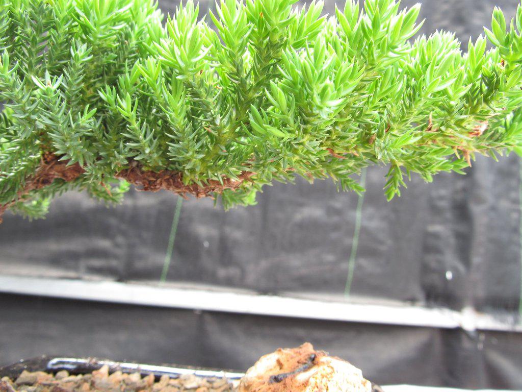 Small Juniper Bonsai Tree Foliage