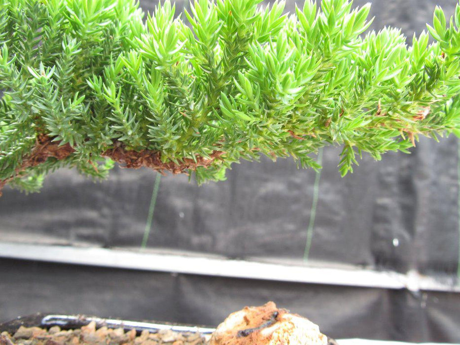 Small Juniper Bonsai Tree Foliage