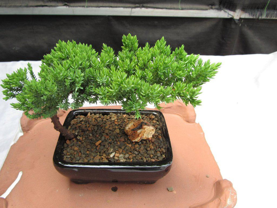 Small Juniper Bonsai Tree Canopy