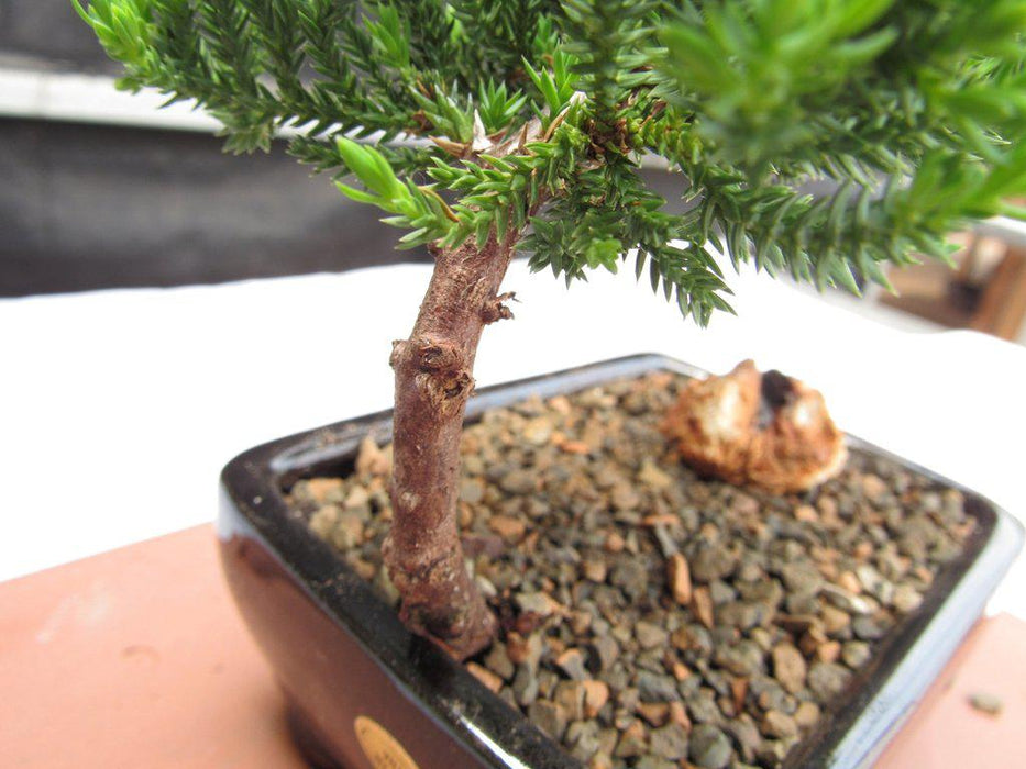 Small Juniper Bonsai Tree Bark