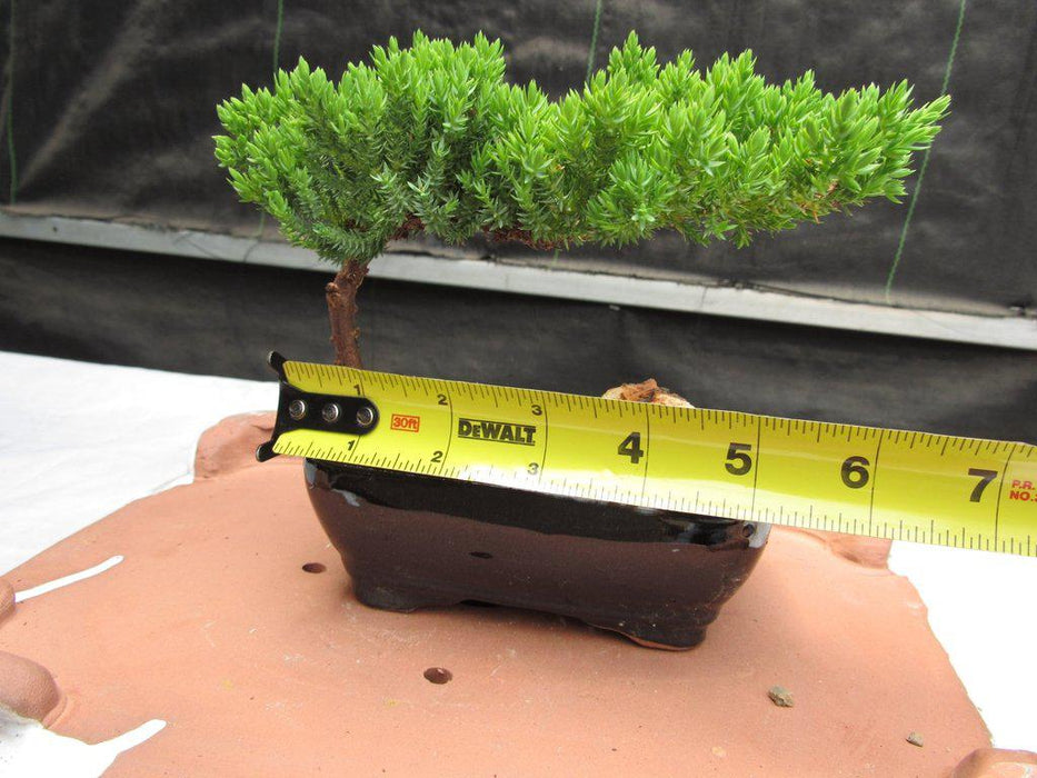 Small Juniper Bonsai Tree Size