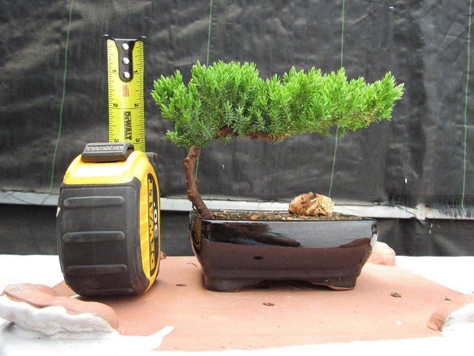 Small Juniper Bonsai Tree Height