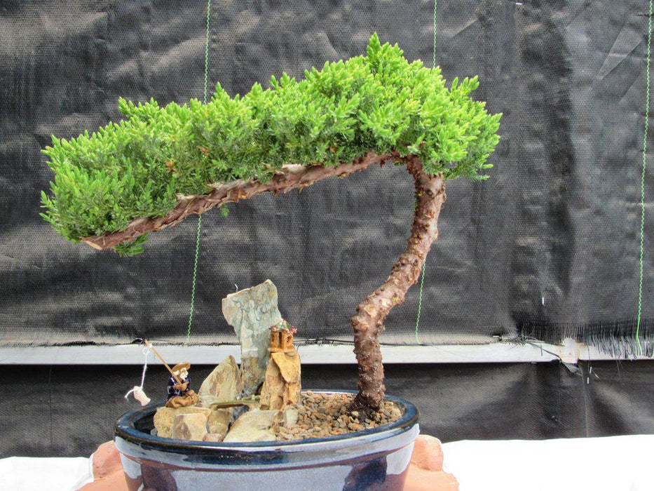 Traditional Juniper Bonsai Tree in a Stone Landscape Scene Profile